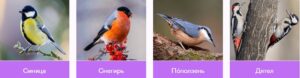 Соотнеси фото и названия птиц, которые обитают на Урале